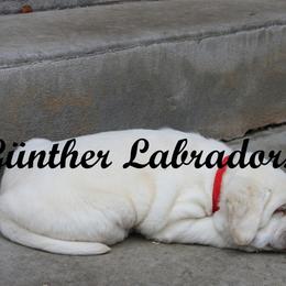 Labrador Retriever Puppies from Günther Labradors