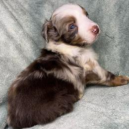 Rocky - Red merle male Aussiedoodle puppy in Alabama from SBA Aussies