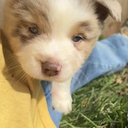 Dwight - Red merle male Miniature Australian Shepherd puppy in Bethany, Illinois from Rachel at Marrowbone Creek Aussies