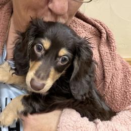 Percy - Chocolate and cream male Dachshund puppy in Irving, Texas from DFW Dachshunds by G & S