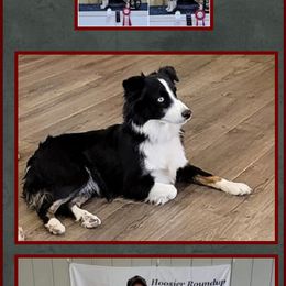 Kimber - Miniature Australian Shepherd