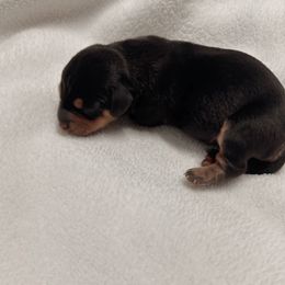 Benito - Black and tan male Dachshund puppy in San Diego, California from Enchantables