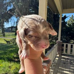 Spirit - Red merle male Aussiedoodle puppy in Columbia Falls, Montana from Firefly Aussies & Aussiedoodles