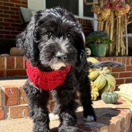 Spirit - Black male Goldendoodle puppy in Portland, Tennessee from Happy_Tails_by_TJ