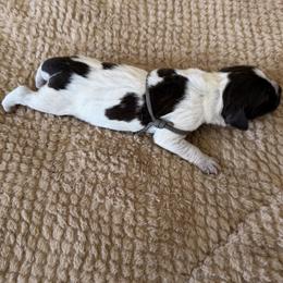 Wirehaired Pointing Griffon Puppies from Idleista Grand Chasseur