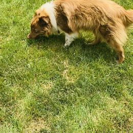 Maple - Aussiedoodle