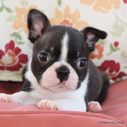 Venus - Black brindle and white female Boston Terrier puppy in Winnsboro, Texas from JP Ranch Bulldogs