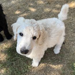 Poodle Puppies from Tyler Family Poodles