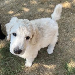Poodle Puppies from Tyler Family Poodles