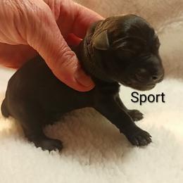 Sport - Black male Miniature Schnauzer puppy in Midland, Texas from Shebbies Puppy Palace