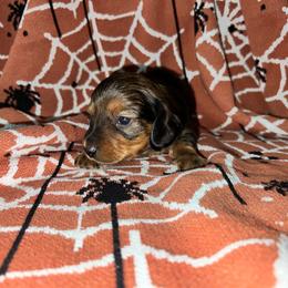 Martin - Red male Dachshund puppy in La Junta, Colorado from Royal King’s Mini Dachshunds