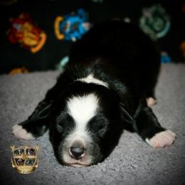 Rigatoni - Black & white male Australian Shepherd puppy in El Dorado Springs, Missouri from HP Aussie Kennels