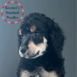 Phantom Male - Phantom male Poodle puppy in Wabasha, Minnesota from Roemer’s Standard Poodles