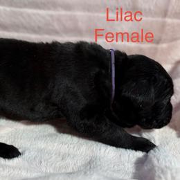 Lilac Collar - Black female Cane Corso puppy in Paris, Texas from Knucklehead Cane Corso