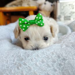 Korean Taiyo - White male Maltipoo puppy in Barren Springs, Virginia from Seeking Shalom Acres Maltese, Maltipoos & Havamalts