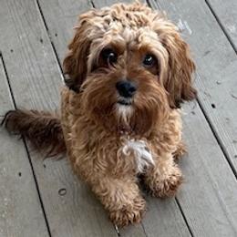 Teddy - Cavapoo