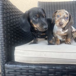 Dachshund Puppies from Over The Moon Dachshunds