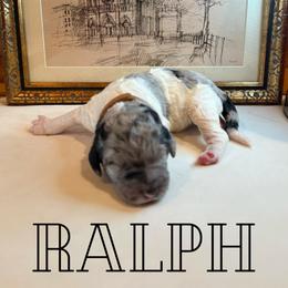 Ralph - Merle male Bernedoodle puppy in Julian, Pennsylvania from Happy Valley Doodles