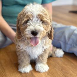 Fanta - Yellow and white male Bernedoodle puppy in Roy, Utah from Doodles are Amazing
