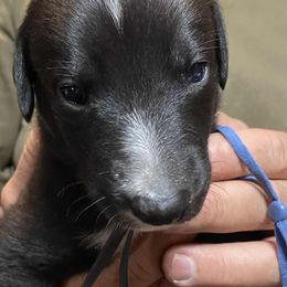 Blue collar - Black female Greyhound puppy in Alamogordo, New Mexico from Trapple's Custom K-9's