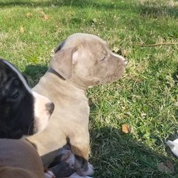 American Pit Bull Terrier Puppies from Kaotic APBTs