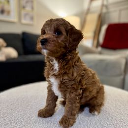 Petite Hank - Red  Goldendoodle puppy in Oregon City, Oregon from Jessica's Maltipoo and Goldendoodle