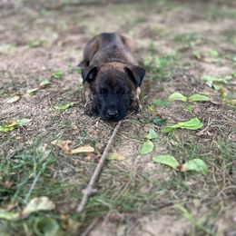 Black Collar - Dutch Shepherd puppy from Level Up K9