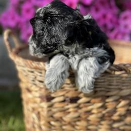 Portuguese Water Dog Puppies from Yellowstone Porties