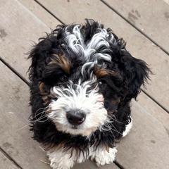 Jonah - male Australian Mountain Doodle puppy in Lincoln, Nebraska from GRand Doodles