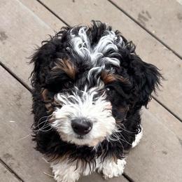 Jonah - male Australian Mountain Doodle puppy in Lincoln, Nebraska from GRand Doodles