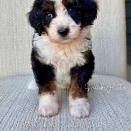 Snow White - Tri-color female Bernedoodle puppy in Owasso, Oklahoma from Kallams Bernedoodles & Bernese Mountain Dogs
