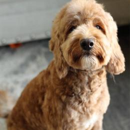 Tobi - Goldendoodle