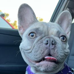 Ube - French Bulldog