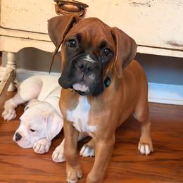 Justice - Fawn female Boxer puppy in Georgia from Stephanie’s Boxers