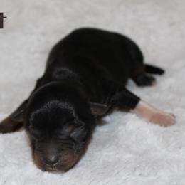 Rhett - Black tri male Miniature Australian Shepherd puppy in Paris, Texas from Kuttin’ Up Mini Aussies