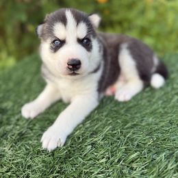 Blaze - Black and white male Siberian Husky puppy in Gardner, Kansas from Husky Love and Pups