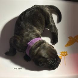 Miracle City Purple - Black brindle female Cane Corso puppy in Conroe, Texas from Miracle City