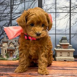 Pinkie Pie (Pink Collar) - Apricot female Goldendoodle puppy in Santa Clara, Utah from Desert Dawn Doodles