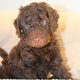 Maverick - Yellow collar - Chocolate male Labradoodle puppy in Grants Pass, Oregon from Oregon Valley Pups