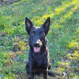 Jet - Black female Belgian Malinois puppy in Andersonville, Tennessee from Working W Kennels