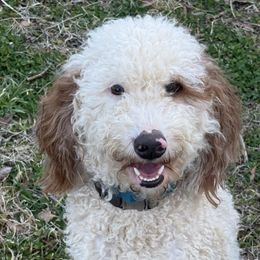 Jessie - Bernedoodle