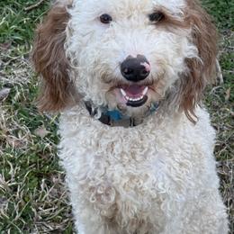 Jessie - Bernedoodle