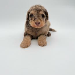 Manny- Green - Brown merle male Aussiedoodle puppy in West Monroe, Louisiana from Diamond M Poodles and Doodles