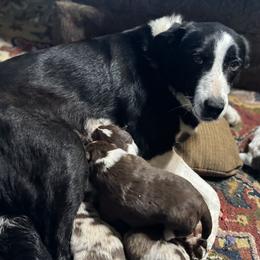 Border Collie puppies from Stone Garden Border Collies