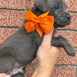 Boy 1 - Gray brindle male Cane Corso puppy in Highland, Illinois from C&I Elite Cane Corso