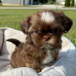 Gracie - Liver female Shih Tzu puppy in Tennessee from Cutshall Babies