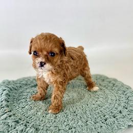 Penny - Red female Cavapoo puppy in Goldsboro, North Carolina from The Grantham House