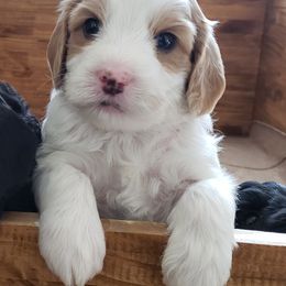 Australian Labradoodle Puppies from Shadow Pine Australian Labradoodles