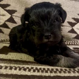 Purple collar - Black and silver female Miniature Schnauzer puppy in Prescott, Washington from Winona Schnauzers