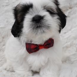 Romeo - Tricolor male Shih Tzu puppy in Northridge, California from Our ShihTzu Family